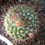 Parodia formosa