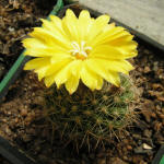 Parodia formosa