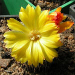 Parodia formosa