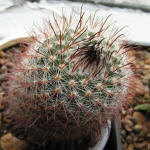 Parodia microsperma