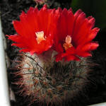 Parodia microsperma