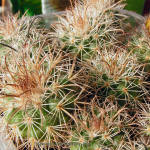 Parodia ocampoi ssp. zecheri