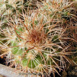 Parodia ocampoi ssp. zecheri