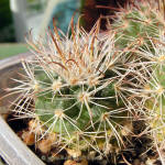 Parodia talaensis P150