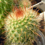 Parodia penicillata v. nivosa