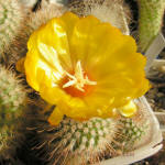 Parodia penicillata v. nivosa