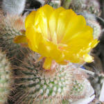 Parodia penicillata v. nivosa