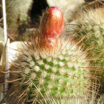 Parodia penicillata v. nivosa