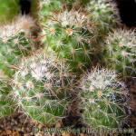 Parodia rauschii VG094