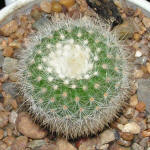 Parodia scopa ssp. succinea