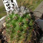 Parodia subterranea