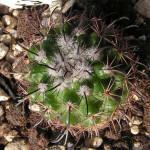 Parodia subterranea