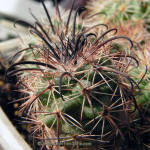 Parodia subterranea