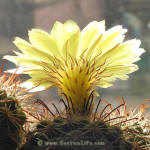 Parodia talaensis P150