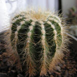 Parodia magnificus