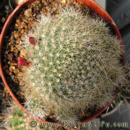 Rebutia Minuscula