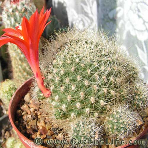 Rebutia Minuscula