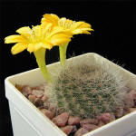 Rebutia aff. senilis