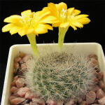 Rebutia aff. senilis