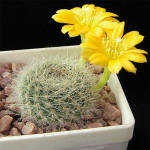 Rebutia aff. senilis