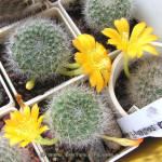 Rebutia aff. senilis