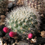 Rebutia senilis