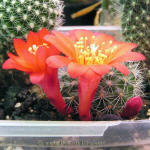 Rebutia senilis