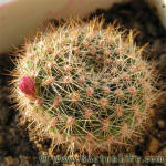 Rebutia violaciflora