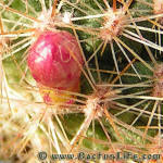 Rebutia violaciflora