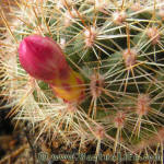 Rebutia violaciflora