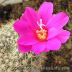 Rebutia violaciflora