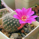 Rebutia violaciflora