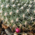 Rebutia violaciflora