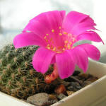 Rebutia violaciflora