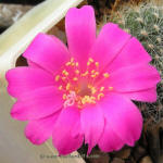 Rebutia violaciflora