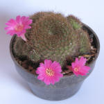 Rebutia violaciflora