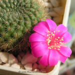 Rebutia violaciflora