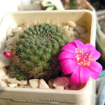 Rebutia violaciflora