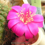 Rebutia violaciflora