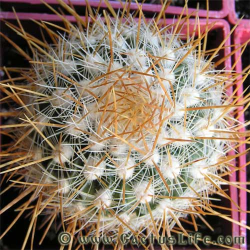 Stenocactus albatus