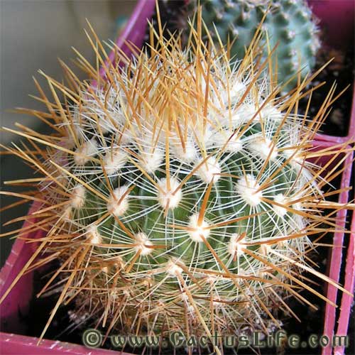 Stenocactus albatus