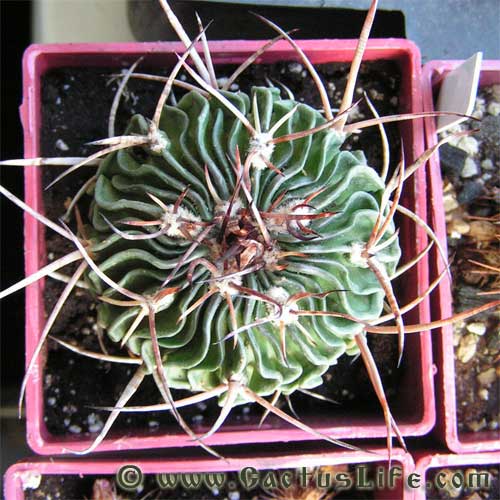 Stenocactus lamellosus