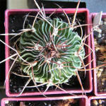 Stenocactus lamellosus