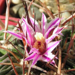 Stenocactus lamellosus