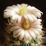 Stenocactus albatus