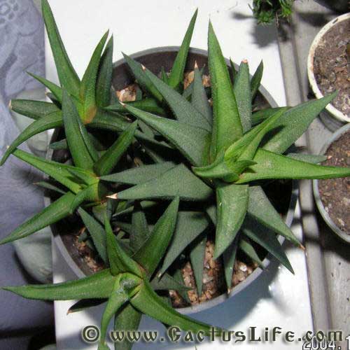 Haworthia tortuosa hybr.