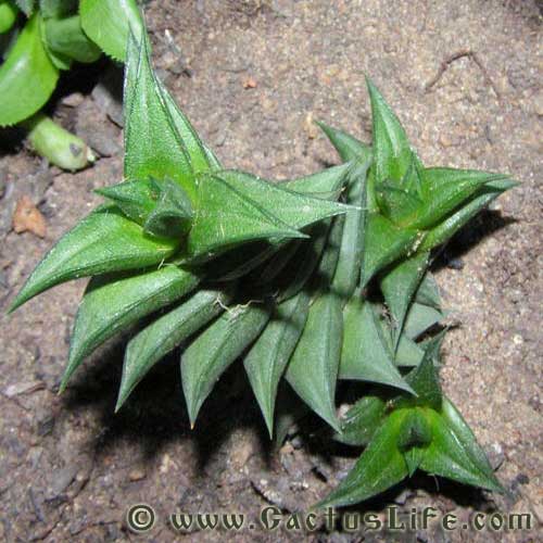 Haworthia viscosa