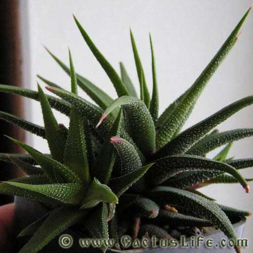 Haworthia attenuata radula