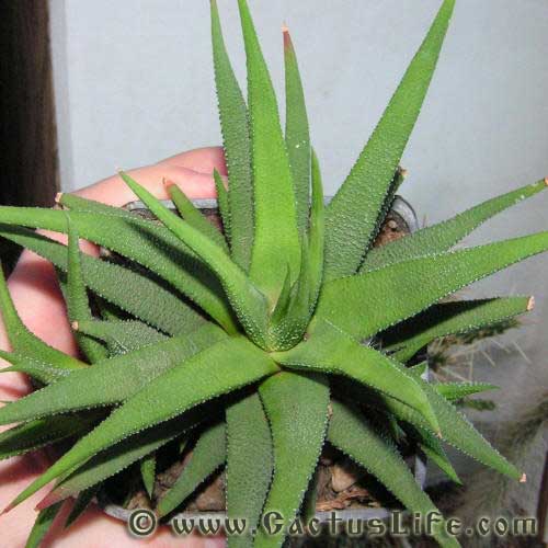 Haworthia attenuata v. radula (Jacq.) M.B. Bayer