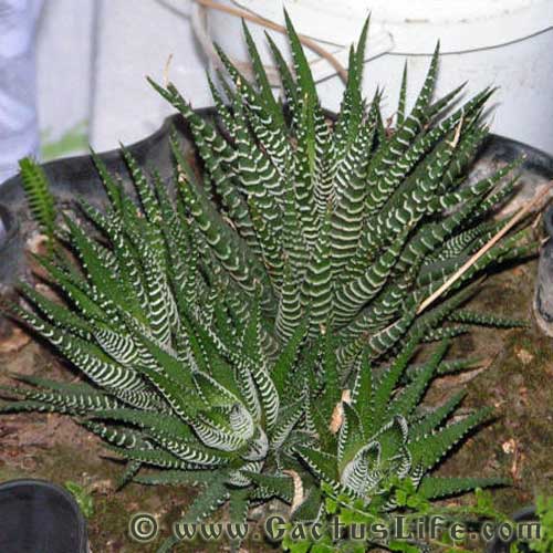 Haworthia fasciata